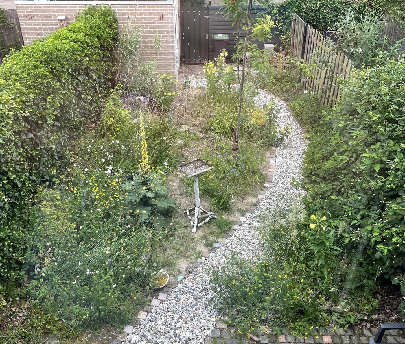 Achtertuin nu: verwilderd met grindpad